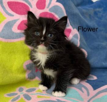 Domestic Long Hair Cats Available for Adoption in Windsor, Connecticut - 2026-29 Flower | PetCurious