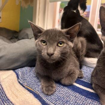 Sopita -  Domestic Short Hair Cat for Adoption in Fresno, California - Sopita | PetCurious