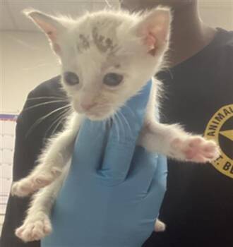 Rescue Domestic Short Hair Cats for Adoption in Rosenberg, Texas - WEST | PetCurious