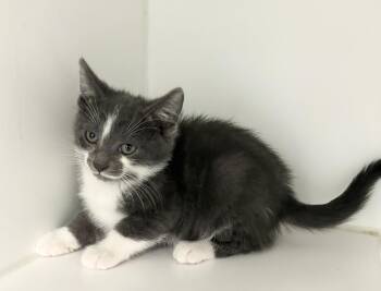 Chester -  Domestic Medium Hair Cat for Adoption in Rochester, Indiana - Chester | PetCurious