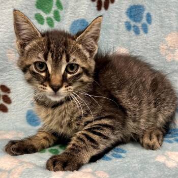 Billy Cranston -  Domestic Short Hair Cat Available for Adoption in Saint Joseph, Missouri - Billy Cranston | PetCurious