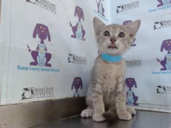 FAHSOLA -  Domestic Short Hair Cat for Adoption in Orlando, Florida - FAHSOLA | PetCurious