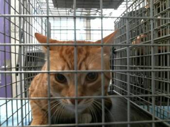 Domestic Short Hair Cats Available for Adoption - WHITE SOCKS | PetCurious