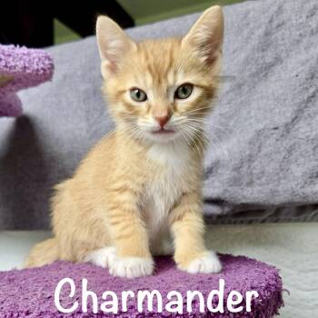 Domestic Short Hair Cats Available for Adoption in Reston, Virginia - Charmander | PetCurious