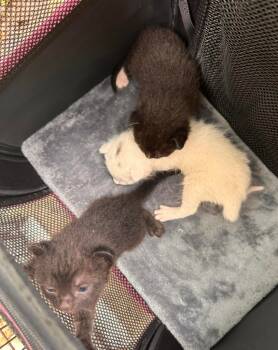 Rescue Tabby Cats for Adoption in San Antonio, Texas - Rain | PetCurious