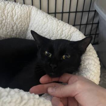 Dragolin -  Domestic Short Hair Cat for Adoption in Chicago, Illinois - Dragolin | PetCurious