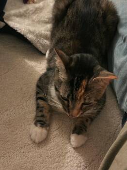 Chanel (Courtesy Post) -  Domestic Short Hair Cat for Adoption in San Jose, California - Chanel (Courtesy Post) | PetCurious