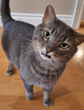 Domestic Short Hair Cats Available for Adoption in Mississauga, Ontario - Mystery | PetCurious