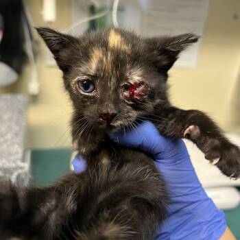 Gila -  Domestic Short Hair Cat for Adoption in Pasadena, California - Gila | PetCurious
