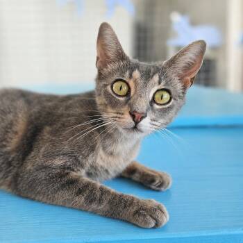 Domestic Short Hair Cats Available for Adoption in Houston, Texas - Citra | PetCurious