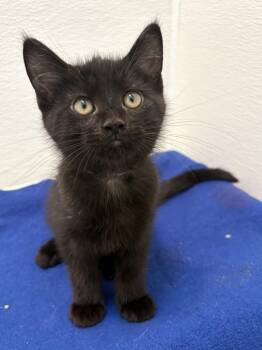 Domestic Short Hair Cats Available for Adoption in Chicago, Illinois - McGriddle | PetCurious