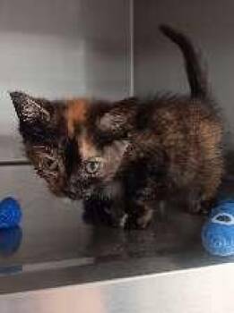 DOLL -  Tortoiseshell Cat for Adoption in Seymour, Indiana - DOLL | PetCurious