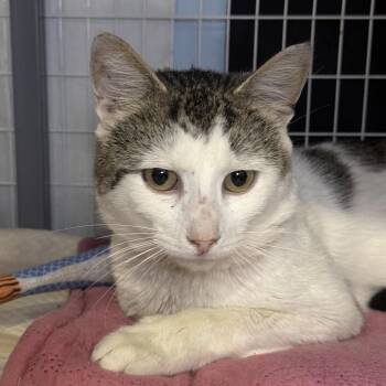 Marshy -  Domestic Short Hair Cat for Adoption - Marshy | PetCurious