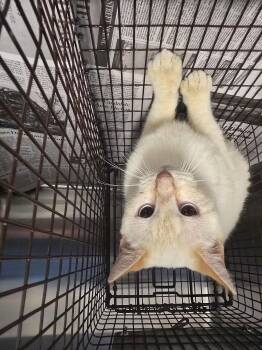 Domestic Short Hair Cats Available for Adoption in Houston, Texas - A654288 | PetCurious