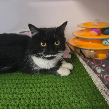 Campus Martius -  Domestic Short Hair Cat for Adoption in Dearborn, Michigan - Campus Martius | PetCurious