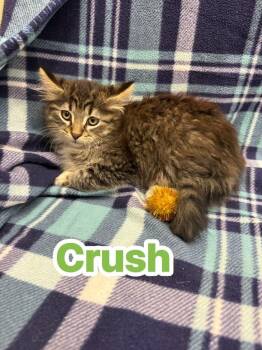 Crush -  Domestic Long Hair Cat for Adoption in Rensselaer, Indiana - Crush | PetCurious