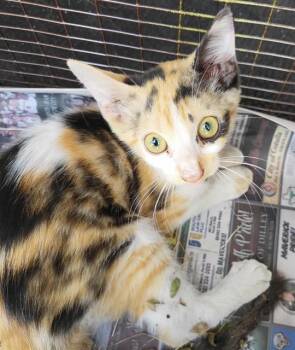 SALLY SUE -  Domestic Short Hair Cat for Adoption in San Antonio, Texas - SALLY SUE | PetCurious