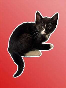 Domestic Short Hair Cats Available for Adoption in Sarasota, Florida - FRANK | PetCurious