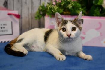 Domestic Short Hair Cats Available for Adoption in Roanoke, Texas - Hilina | PetCurious