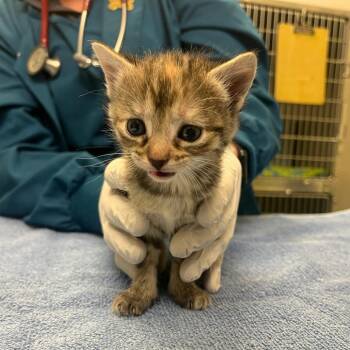 Domestic Short Hair Cats Available for Adoption - Denny