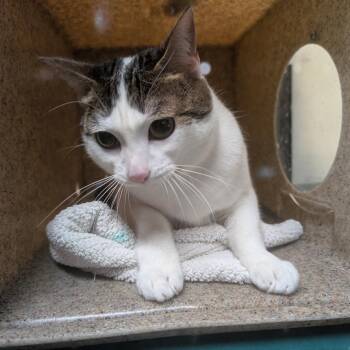 Chansa -  Domestic Short Hair Cat for Adoption in Pasadena, California - Chansa | PetCurious
