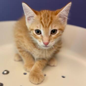 Domestic Short Hair Cats Available for Adoption in Norman, Oklahoma - Pumpkin | PetCurious