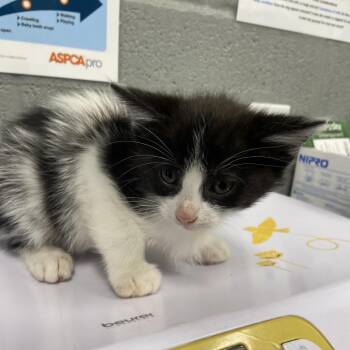 Domestic Short Hair Cats Available for Adoption in Allentown, Pennsylvania - Milkweed | PetCurious