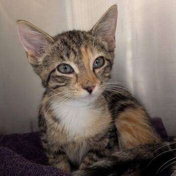 Nina -  Domestic Short Hair Cat for Adoption in Birmingham, Alabama - Nina | PetCurious