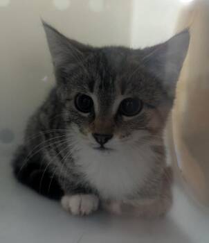 Sonic -  Domestic Short Hair Cat for Adoption in Winnipeg, Manitoba - Sonic | PetCurious