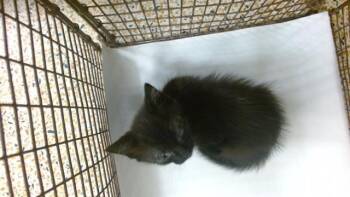 Domestic Short Hair Cats Available for Adoption in Doral, Florida - PENELOPE | PetCurious