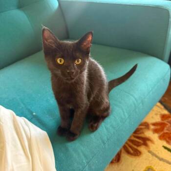 JET -  Domestic Short Hair Cat for Adoption in Kyle, Texas - JET | PetCurious