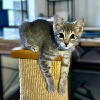 Eenie -  Domestic Short Hair Cat for Adoption in Houston, Texas - Eenie | PetCurious