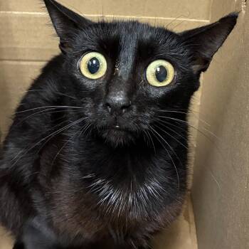 Beedy -  Domestic Short Hair Cat for Adoption in San Antonio, Texas - Beedy | PetCurious