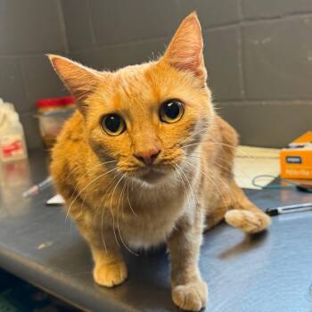TUSC-Stray-85814 -  Domestic Short Hair Cat for Adoption in Tuscaloosa, Alabama - TUSC-Stray-85814 | PetCurious