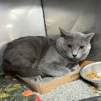 Boreas -  Domestic Short Hair Cat for Adoption in Lyndhurst, Virginia - Boreas | PetCurious
