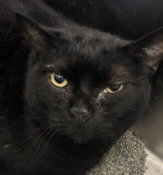 Newton -  Domestic Short Hair Cat for Adoption in Golden, Colorado - Newton | PetCurious