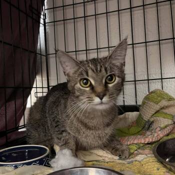 Meatball -  Domestic Short Hair and Manx Cat Available for Adoption in Harrisonburg, Virginia - Meatball | PetCurious