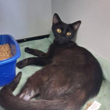 Domestic Short Hair Cats Available for Adoption in Kingman, Arizona - Safari | PetCurious