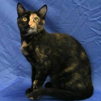 Sybil -  Domestic Short Hair Cat for Adoption in Hattiesburg, Mississippi - Sybil | PetCurious