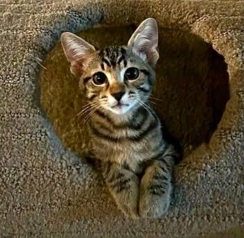 Deci -  Domestic Short Hair Cat for Adoption in Magnolia, Texas - Deci | PetCurious
