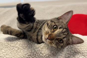 Tabby Cats Available for Adoption in Palo Alto, California - Stiles | PetCurious
