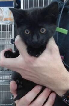 MORTICIA -  Domestic Short Hair Cat for Adoption in Salinas, California - MORTICIA | PetCurious