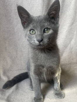 Rescue Russian Blue and Domestic Short Hair Cats for Adoption in Nashville, Tennessee - Arwen25 | PetCurious
