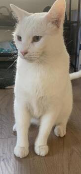 Alaska -  Domestic Short Hair Cat for Adoption in Chicago, Illinois - Alaska | PetCurious