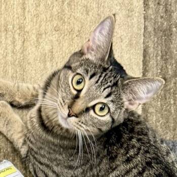 Rescue Domestic Short Hair Cats for Adoption in Brevard, North Carolina - Biscuits | PetCurious