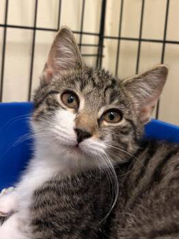 Opal -  Domestic Short Hair Cat for Adoption in Fall River, Massachusetts - Opal | PetCurious