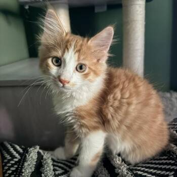 Mackerel -  Domestic Long Hair Cat for Adoption in Richmond, Virginia - Mackerel | PetCurious