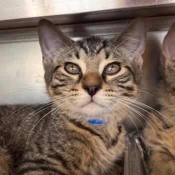 Beetle -  Domestic Short Hair Cat for Adoption in Chicago, Illinois - Beetle | PetCurious