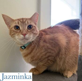 Rescue Domestic Short Hair Cats for Adoption in Berkeley Springs, West Virginia - Jazminka | PetCurious