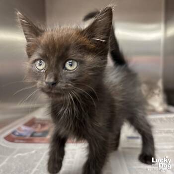 Trey -  Domestic Short Hair Cat for Adoption in Washington, District Of Columbia - Trey | PetCurious